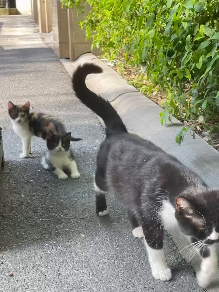 CAT LOVERS - https://t.co/vRtIJsEFwa