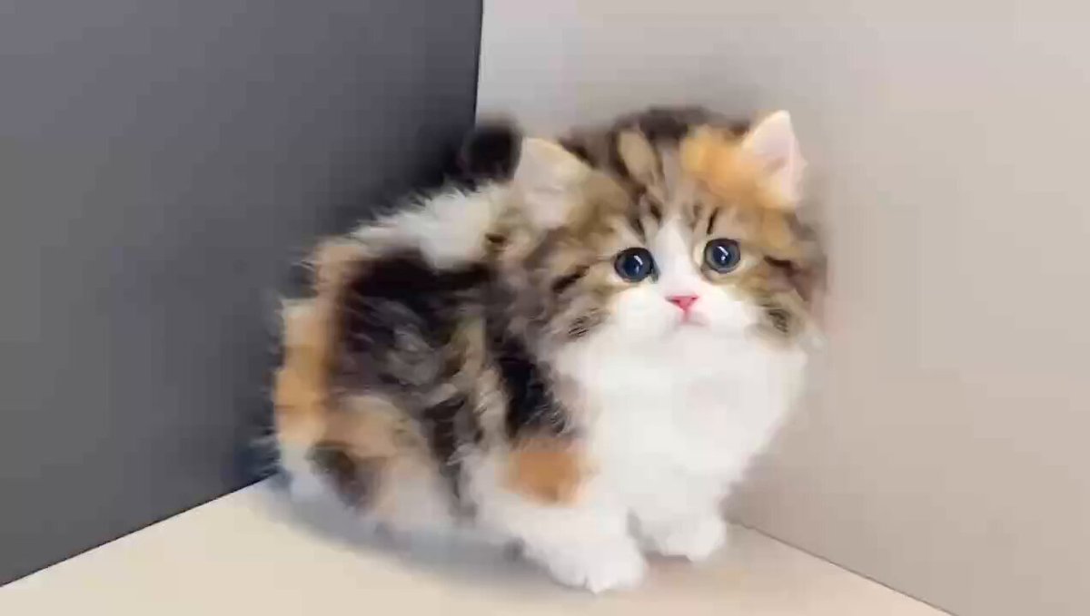 CAT LOVERS - https://t.co/b3oM6S862y