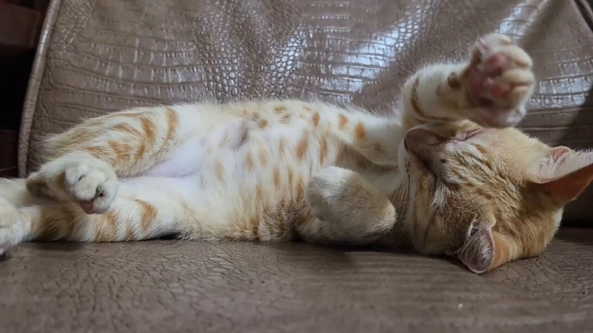 CAT LOVERS - https://t.co/eIoRDCcY2n