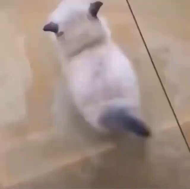 Punch Cat - https://t.co/dv5NHsCNza