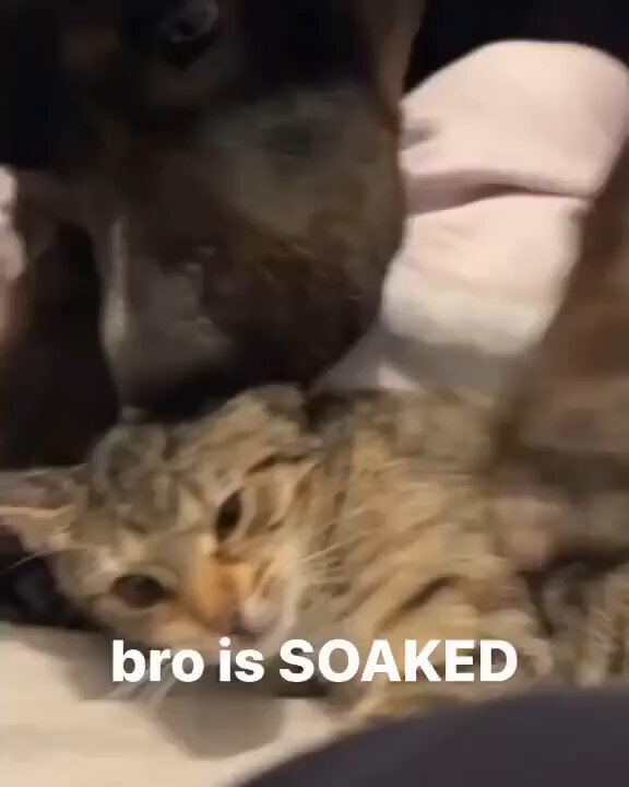 Punch Cat - https://t.co/LJktup7ffL
