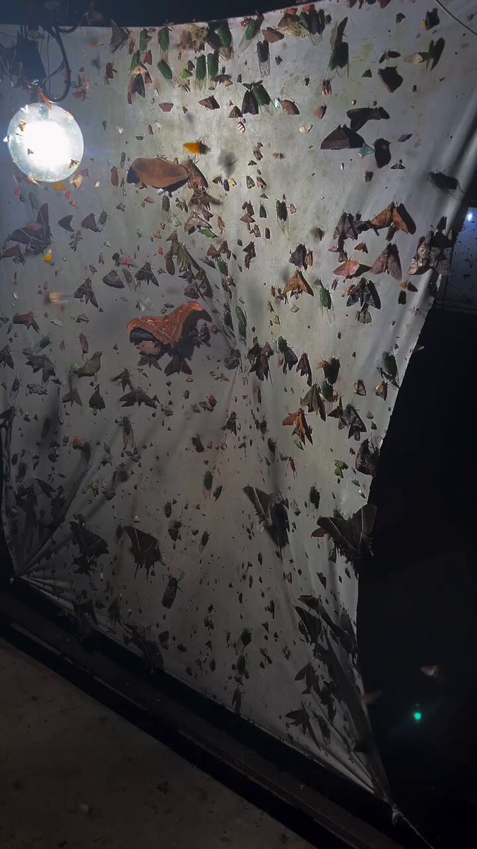 Science girl - The variety of moths attracted to this light