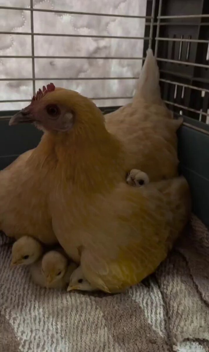Nature is Phenomenal - Cutest thing you'll see today 💖🐓🐥