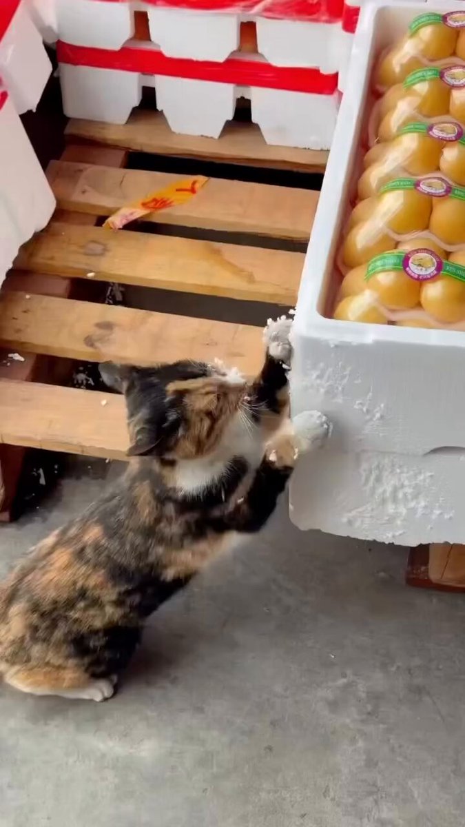 CAT LOVERS - https://t.co/6eOnlVVebW