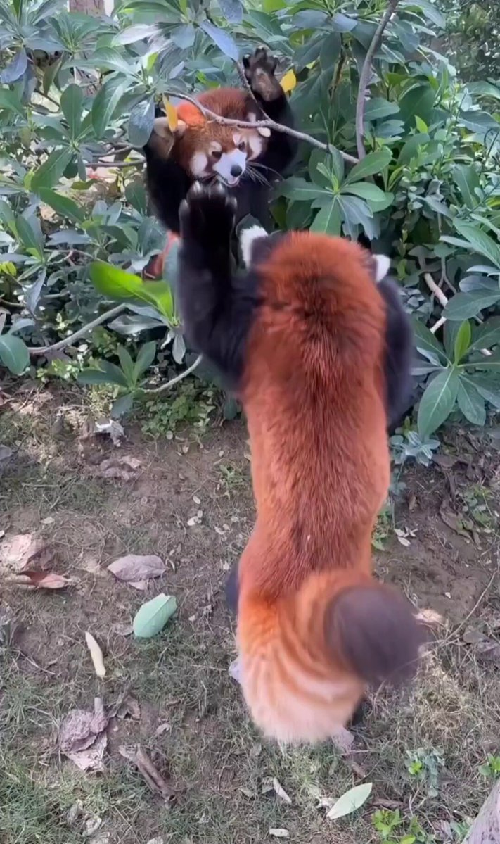 Nature is Phenomenal - Watching two baby pandas fighting and you don't even think of separat...
