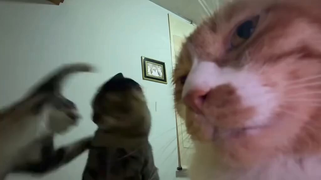 CAT LOVERS - https://t.co/gQwlhEnPz4