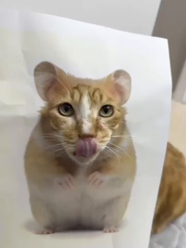 CAT LOVERS - https://t.co/18E38mqG4J