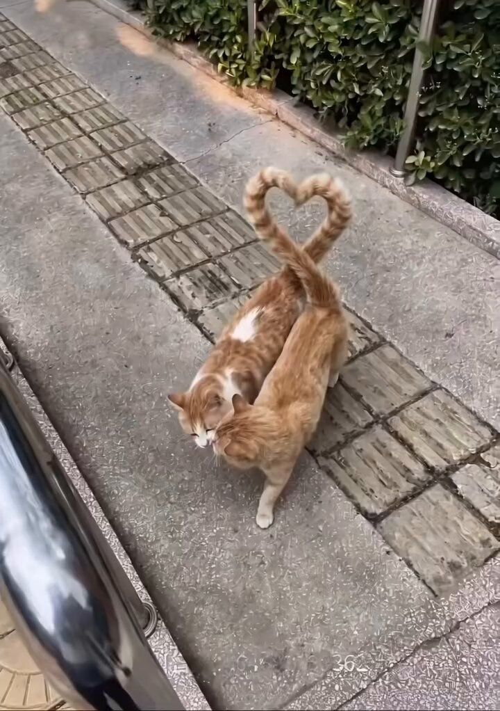 CAT LOVERS - https://t.co/9dlJLQS7MR