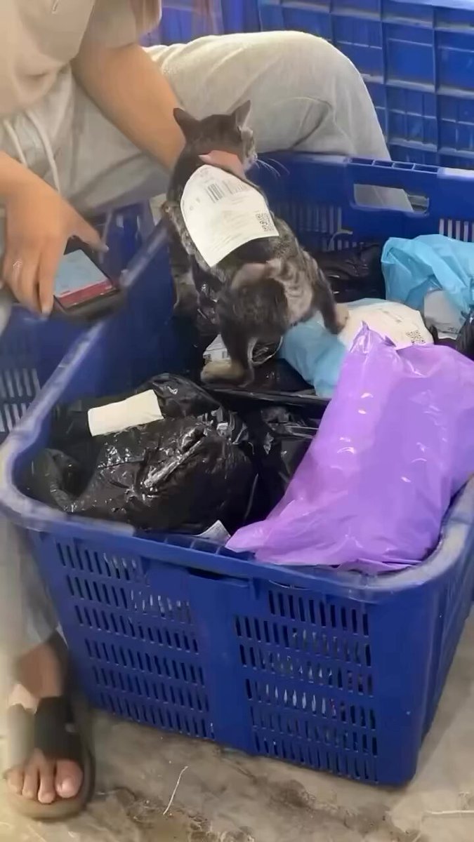 CAT LOVERS - https://t.co/EOgDRtqltu