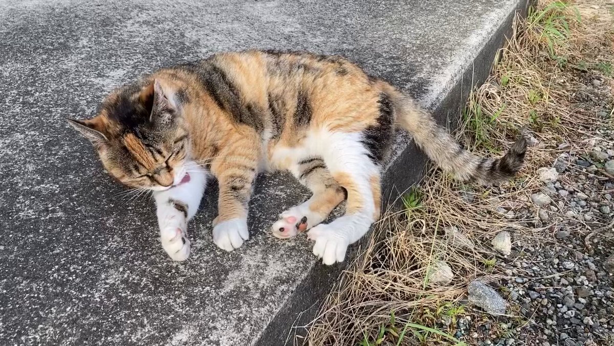 CAT LOVERS - https://t.co/RUosmsymA6