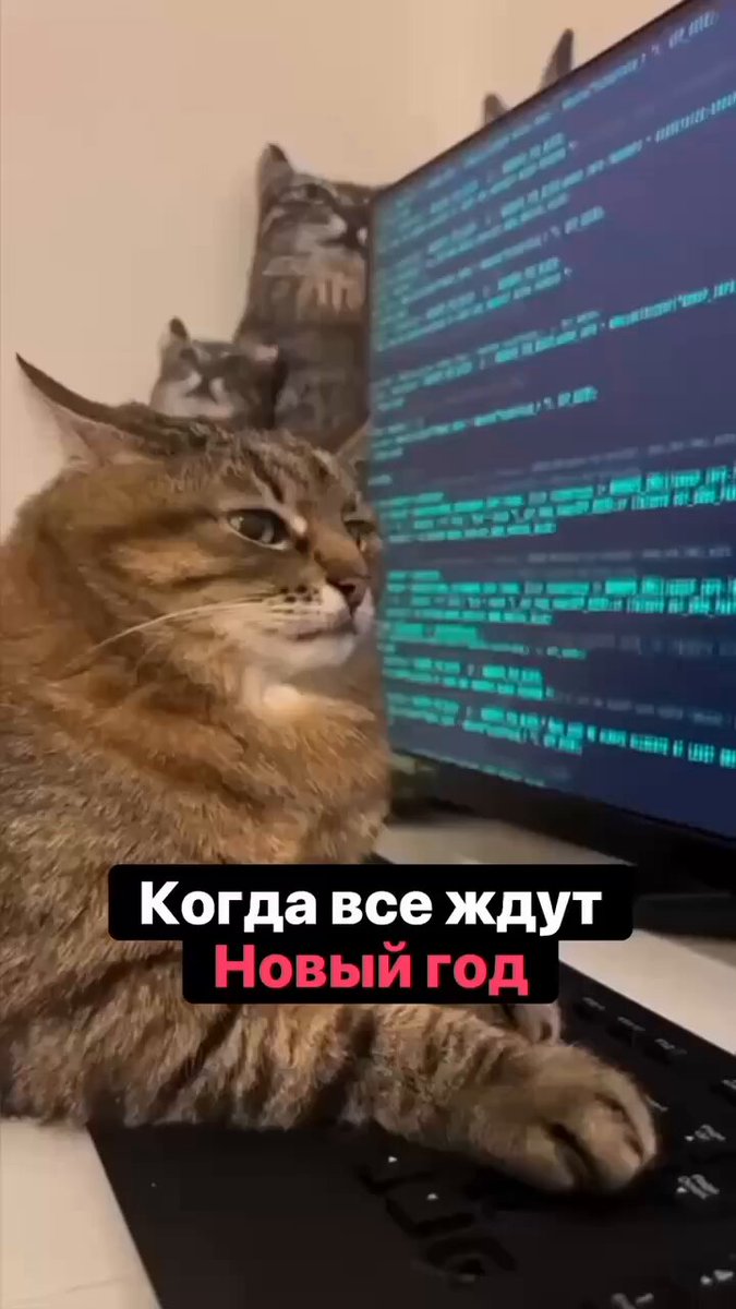 CAT LOVERS - https://t.co/KKeFg46FN1