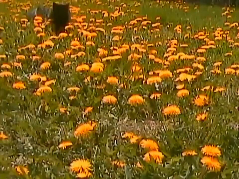 CAT LOVERS - Dandelion season.