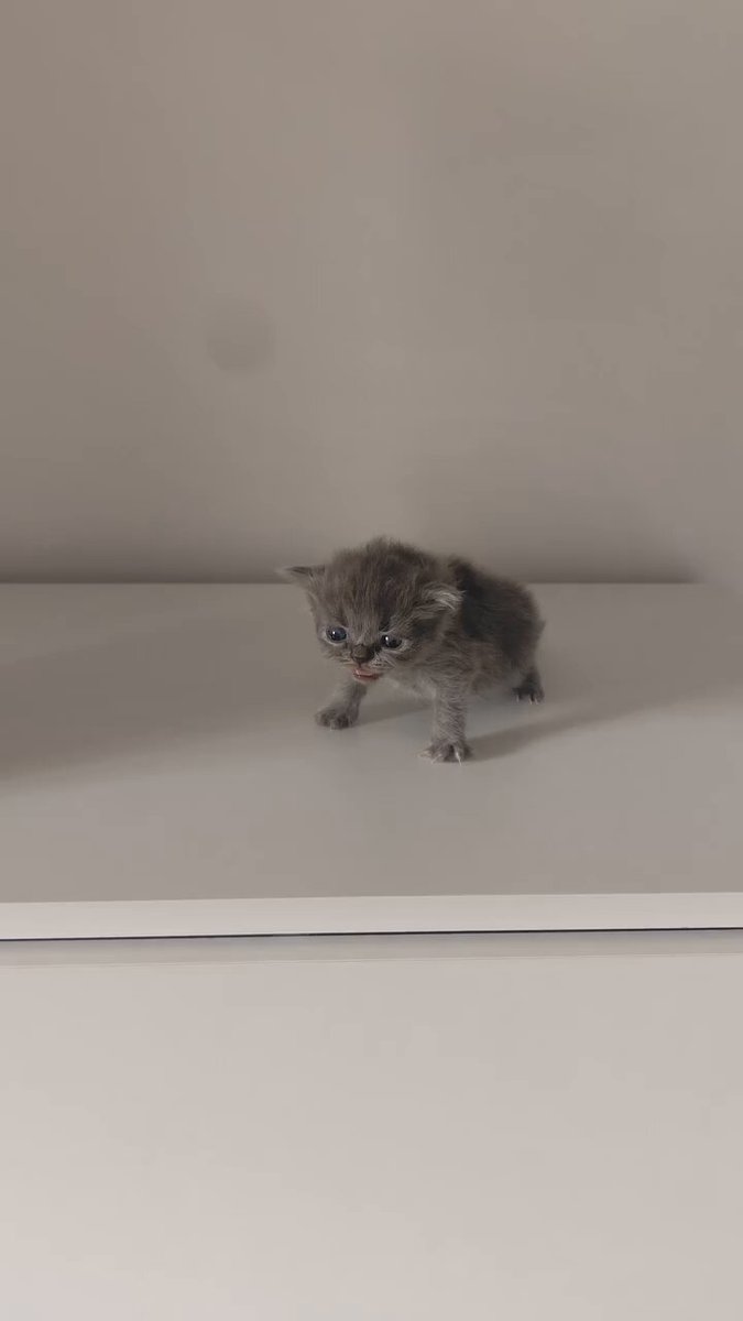 CAT LOVERS - https://t.co/FksJ9qAFQq
