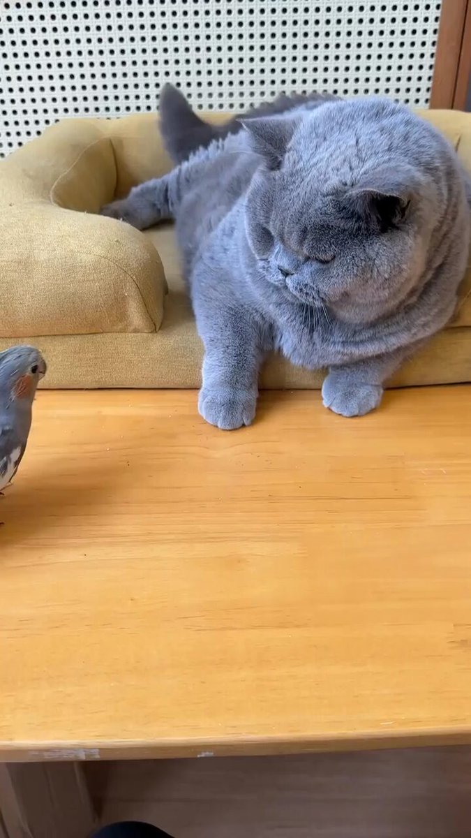 Punch Cat - https://t.co/gWVxwZ5xOA