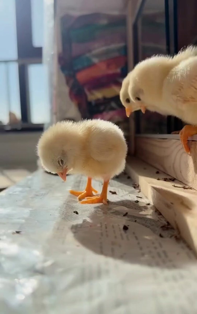 Nature is Phenomenal - He's so so so sleepy! 🐥😴
