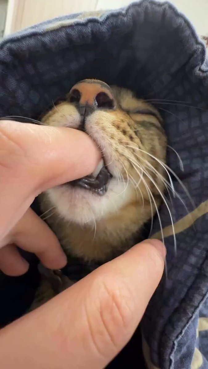 CAT LOVERS - https://t.co/3qyngux6rU