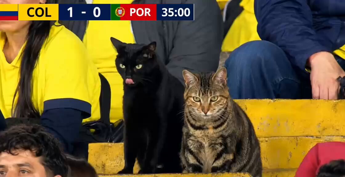 CAT LOVERS - Unbelievable! Caught on camera having fun, while I was quietly thinki...
