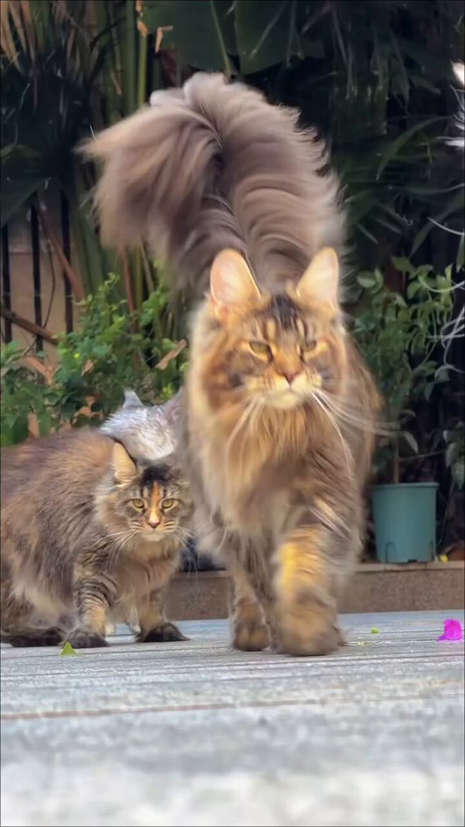CAT LOVERS - https://t.co/vHO0DTAHDW
