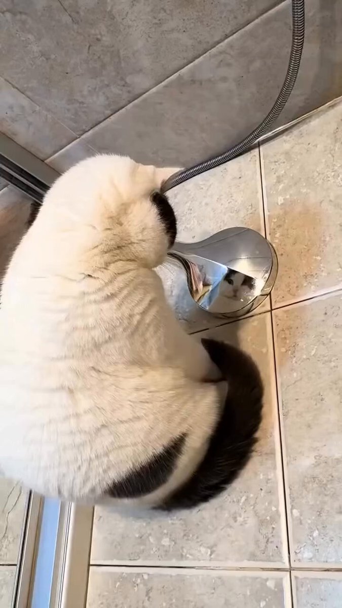 CAT LOVERS - https://t.co/f5g9NHPChG