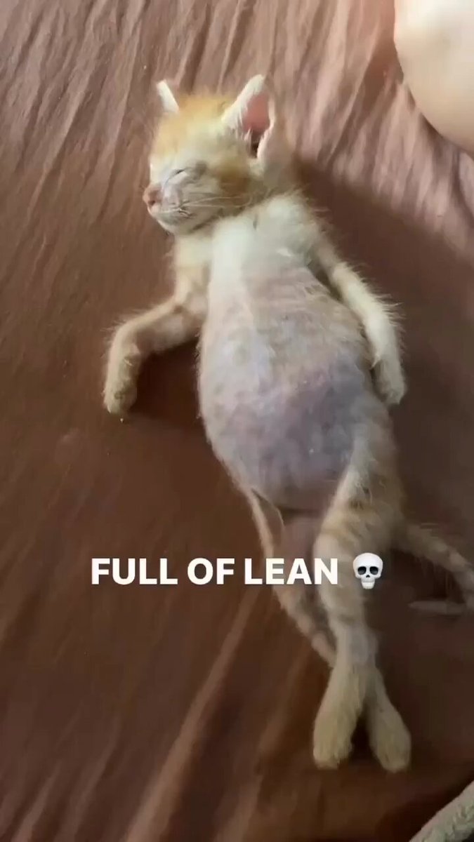 Punch Cat - https://t.co/HMdfQsskwM