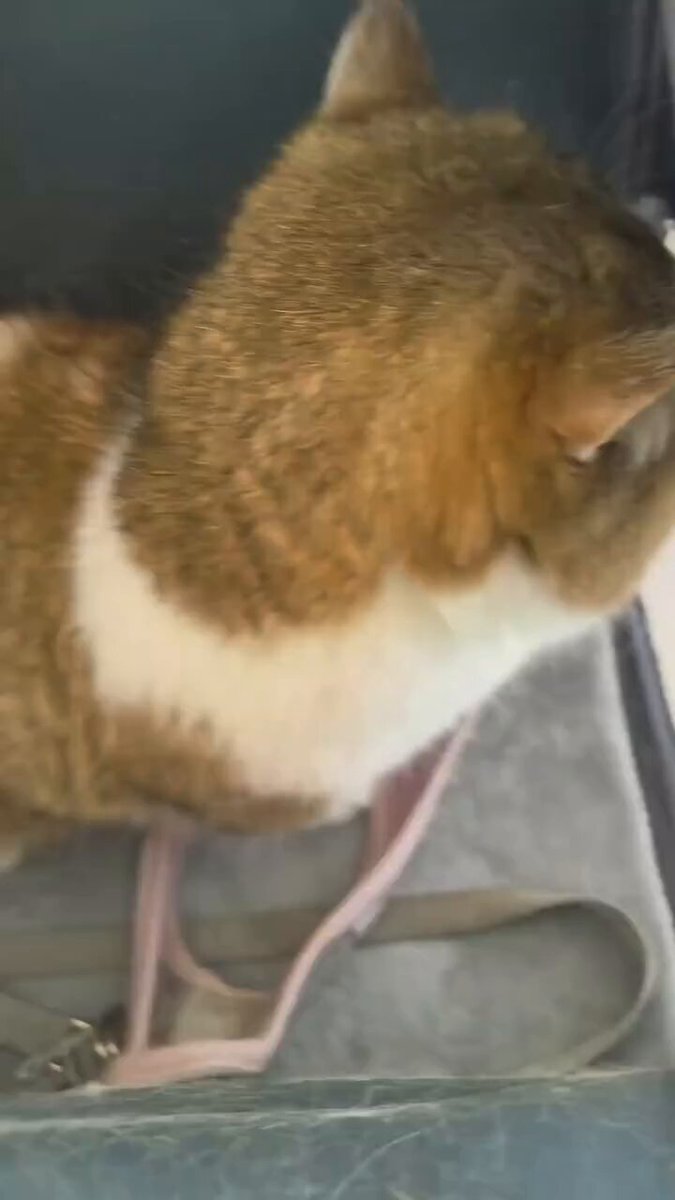 CAT LOVERS - I survived. But at what cost?
