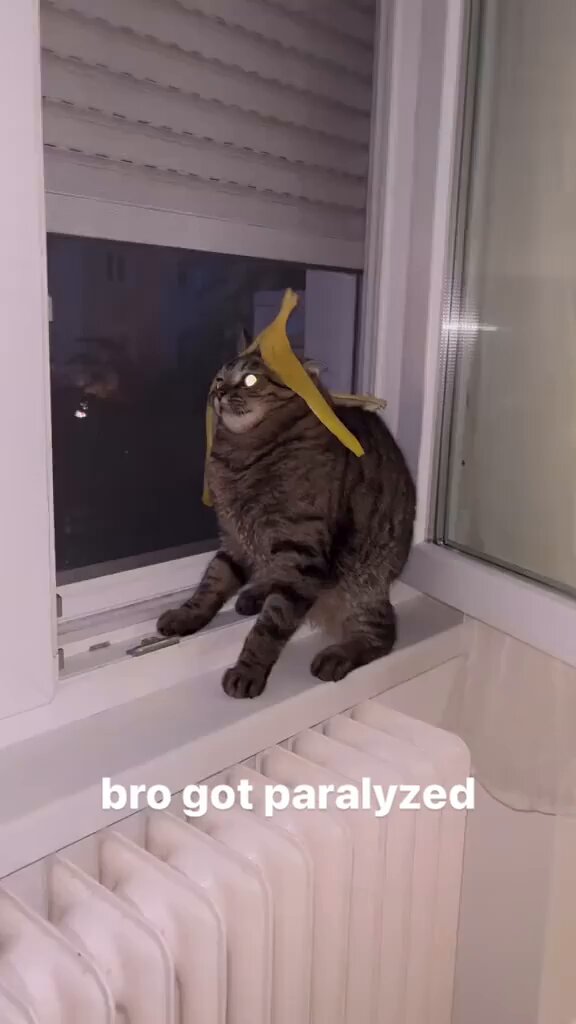 Punch Cat - https://t.co/Gjet98ejF4