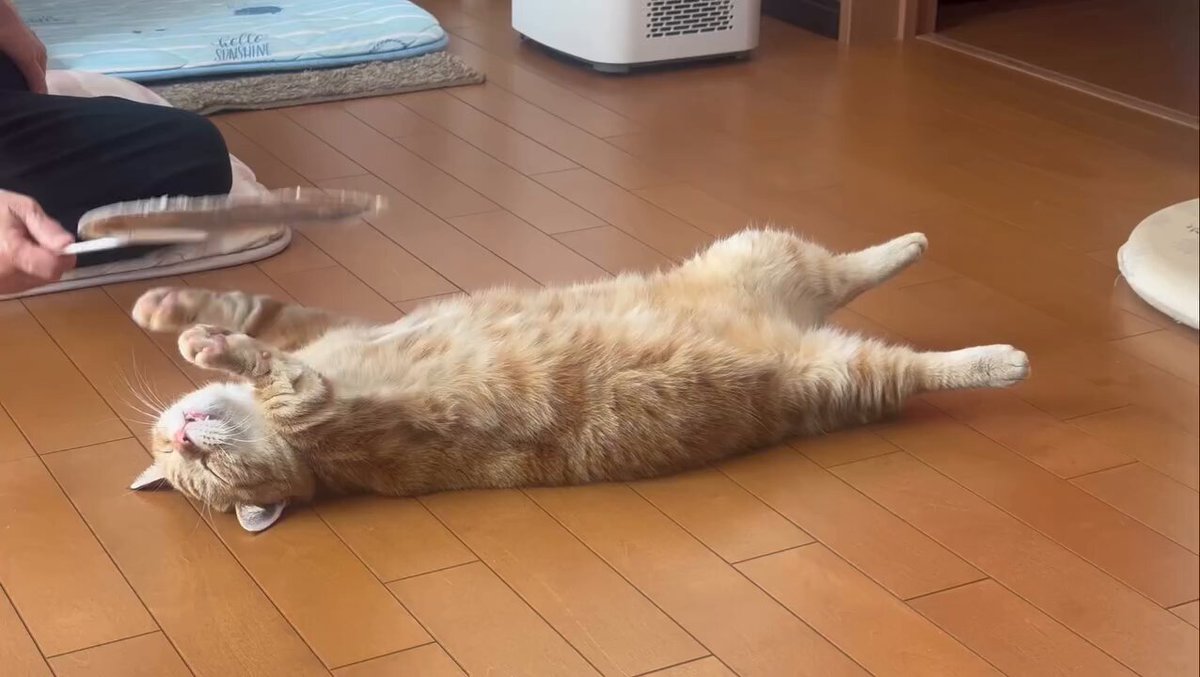CAT LOVERS - https://t.co/4J9gl9pLZe
