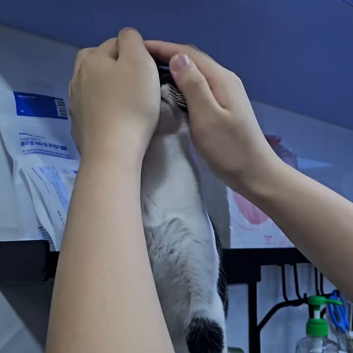 CAT LOVERS - https://t.co/tzZb9EGrjj