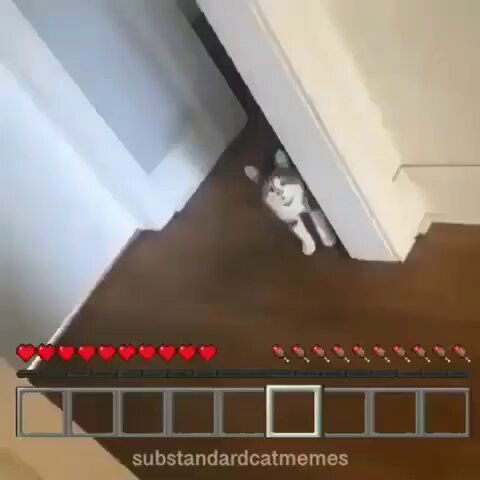 Punch Cat - https://t.co/omuUXOLqfg