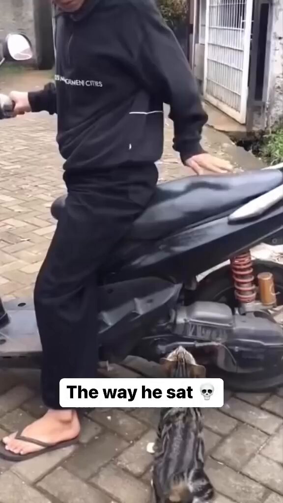 Punch Cat - https://t.co/OWxzEnBBgx
