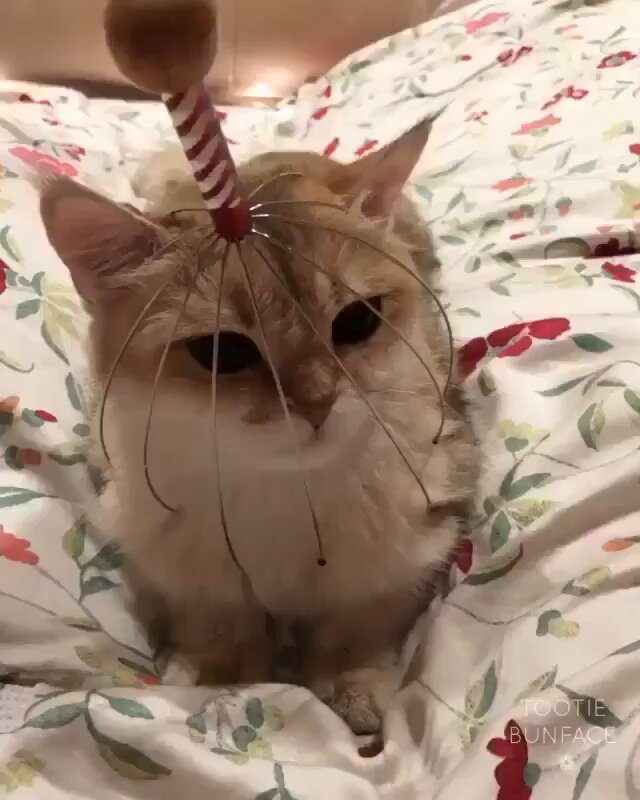 Punch Cat - https://t.co/u97hAcVX9K