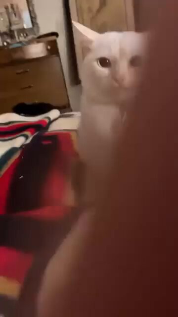 Punch Cat - https://t.co/RMSj7ziZ9R