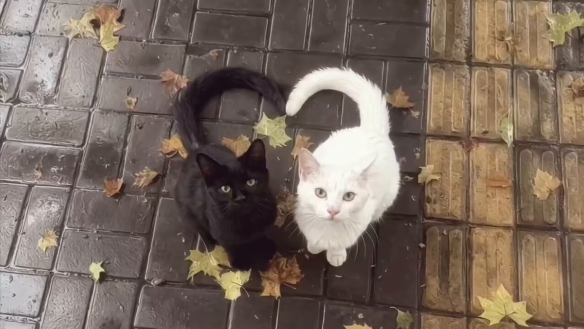 CAT LOVERS - https://t.co/Qf6sX13v2u