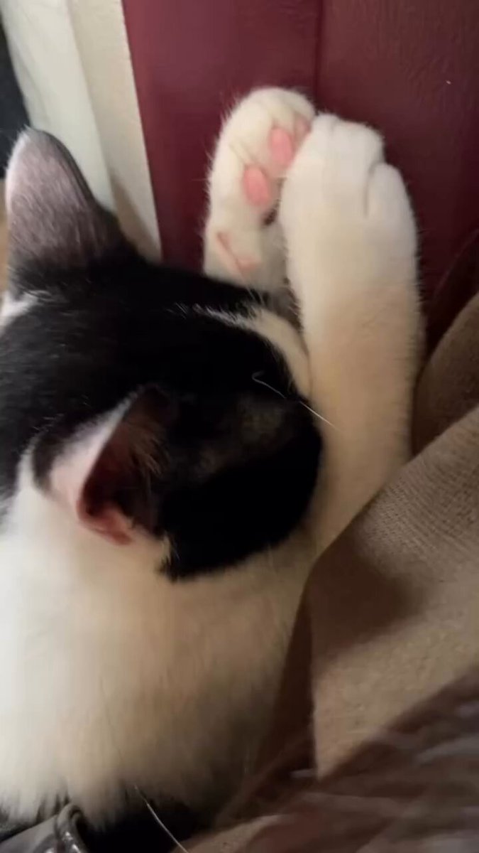 CAT LOVERS - https://t.co/hSCovARkRU