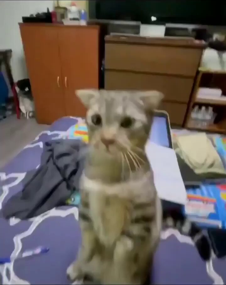Punch Cat - https://t.co/omAwVZecui