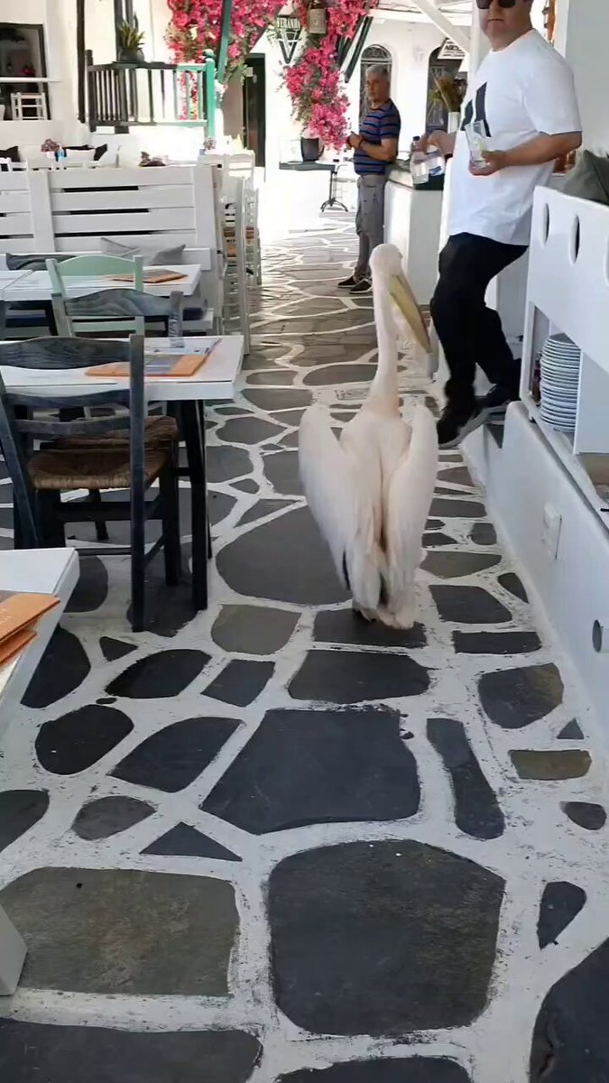 Nature is Phenomenal - Petros, the local pelican! He is around 37 years old, so I was told. ...
