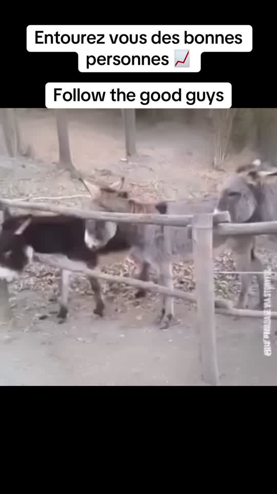 Vidéo