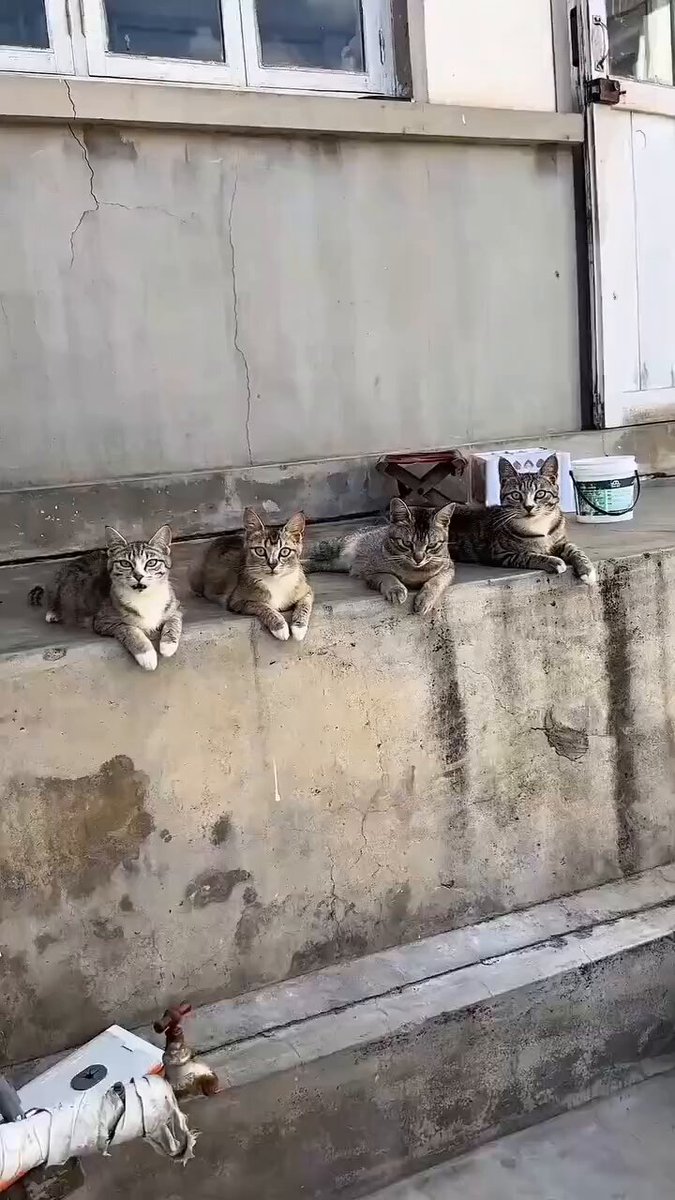 CAT LOVERS - https://t.co/S2yedOXmP3
