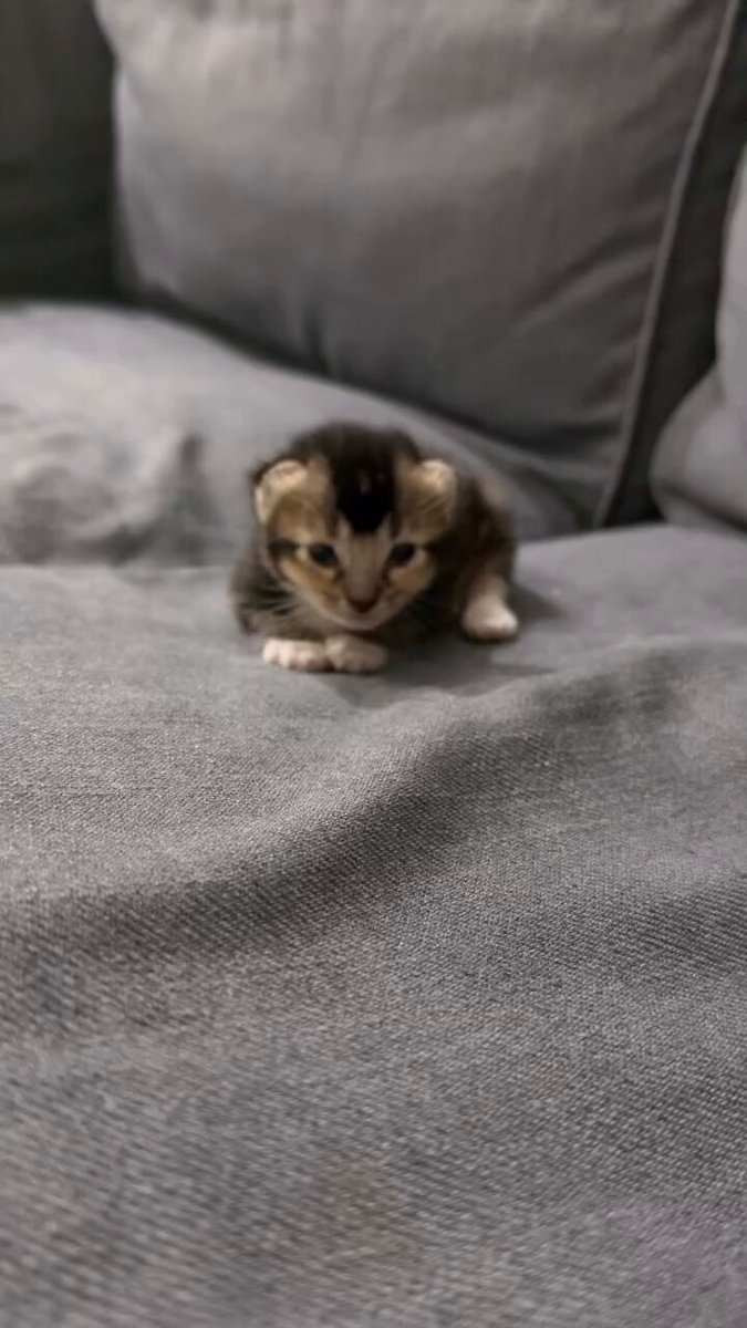 CAT LOVERS - https://t.co/pZ1OXobYpD