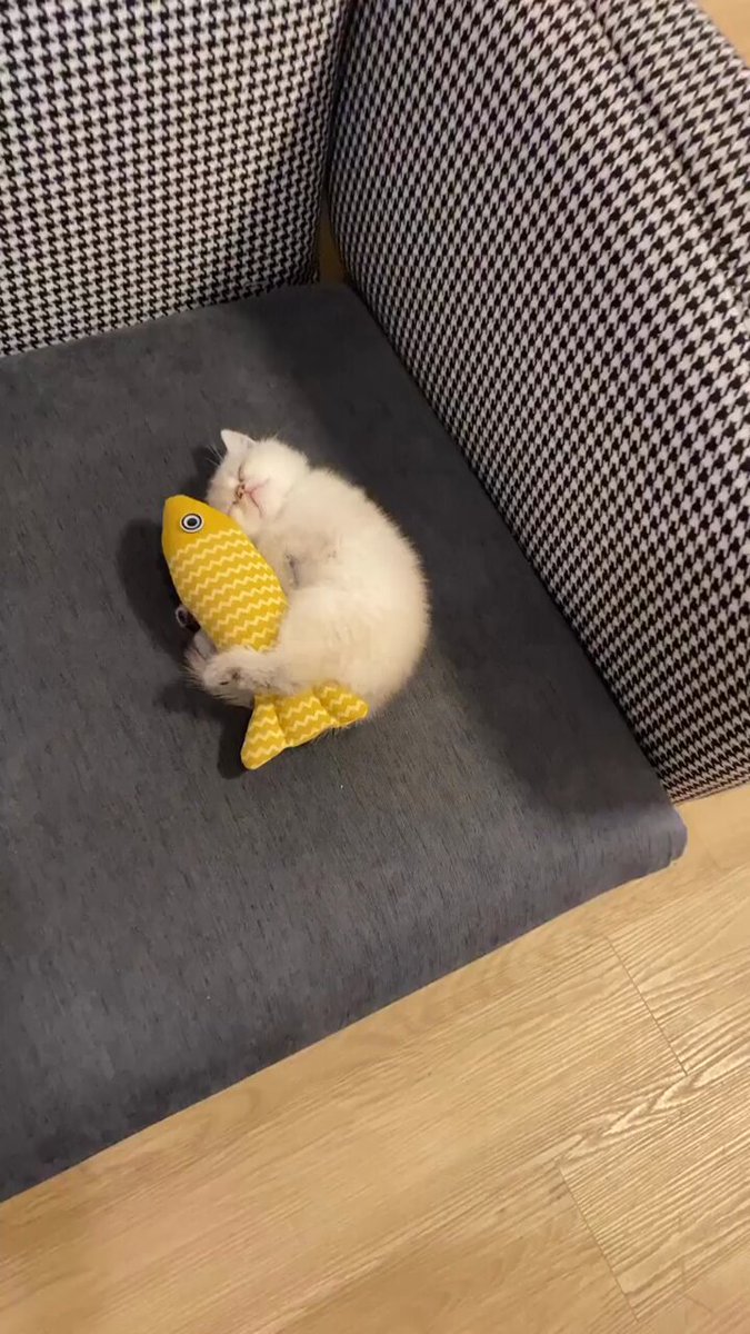 Punch Cat - https://t.co/Y69dh5szLN