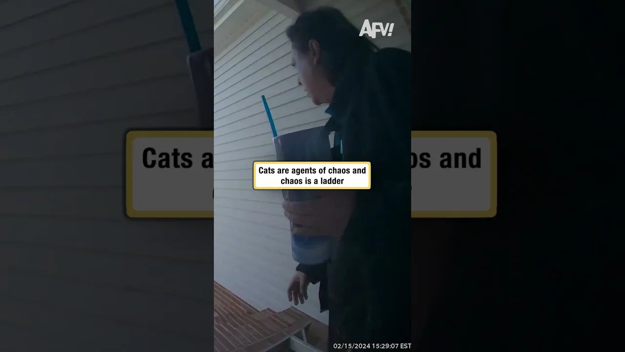 Cats are agents of chaos and chaos is a ladder