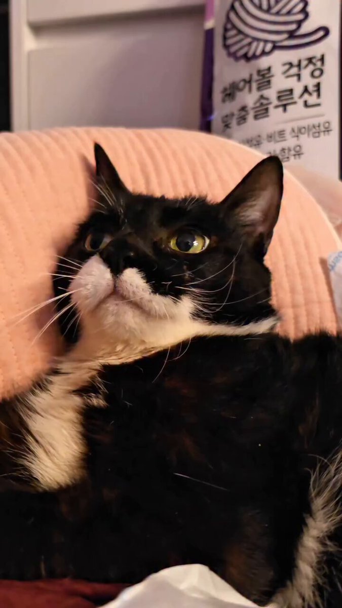 CAT LOVERS - https://t.co/e1d1yaP6i2