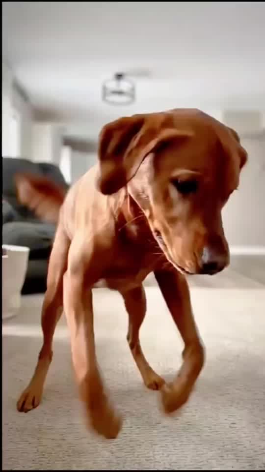 Vidéo