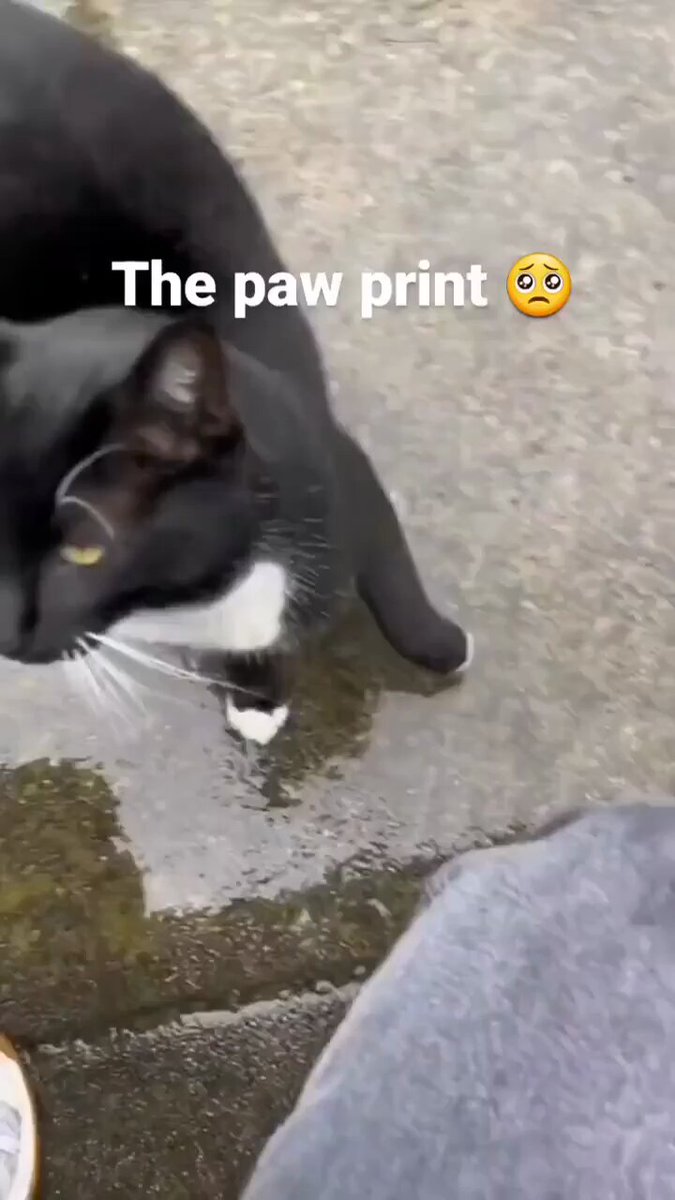 Punch Cat - https://t.co/IOMjmNbUFm