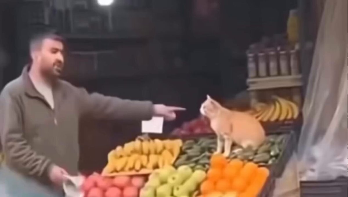 CAT LOVERS - https://t.co/p2sTL7nKd5