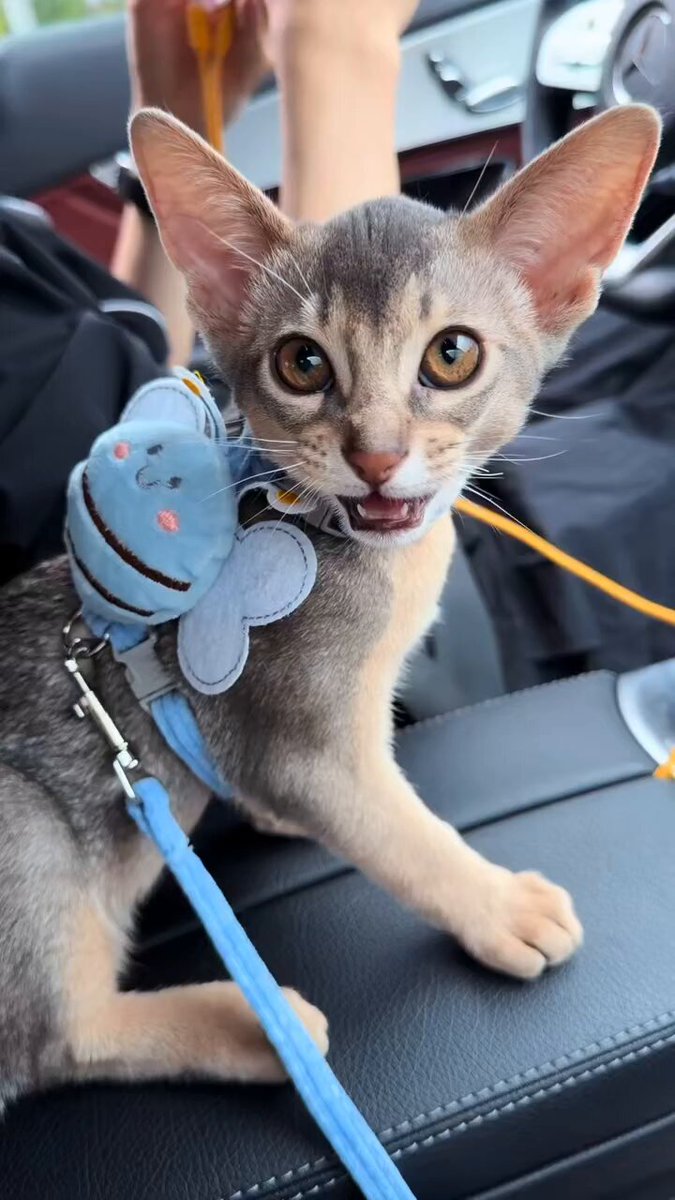 CAT LOVERS - https://t.co/SPiZPc78AM