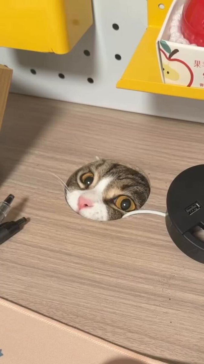 CAT LOVERS - https://t.co/ac6n8OZbJD