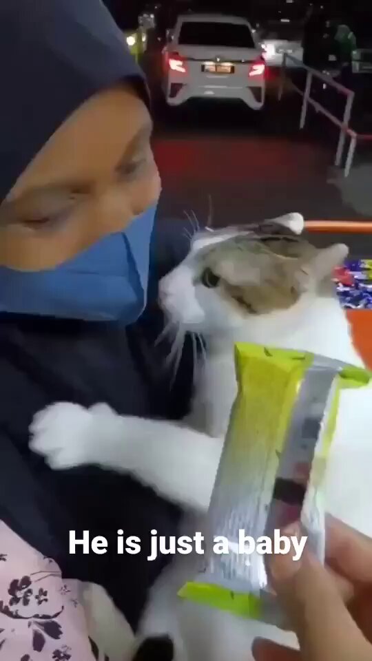 Punch Cat - https://t.co/yWTriLqSBR