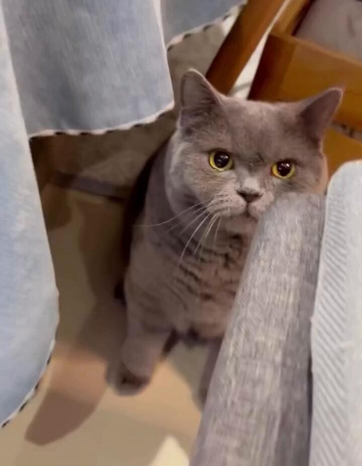 CAT LOVERS - https://t.co/XnFW0wsl1u