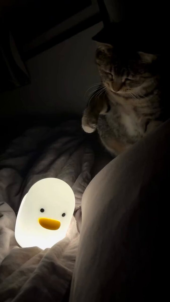 CAT LOVERS - https://t.co/ptVbSAkrHi